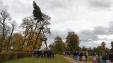 Geschmückter Baum wird in die Höhe gehievt